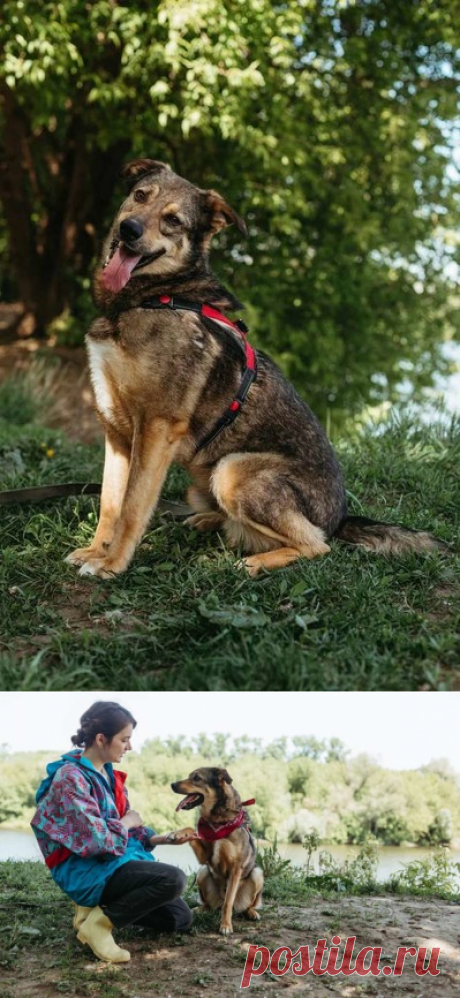 Замечательный Проша в самые добрые руки! Москва и МО – Животные ищут дом, пользователь Юлия Бельская | Группы Мой Мир