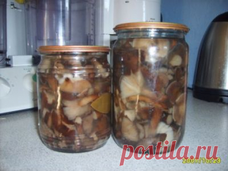 Опятки : Грибы