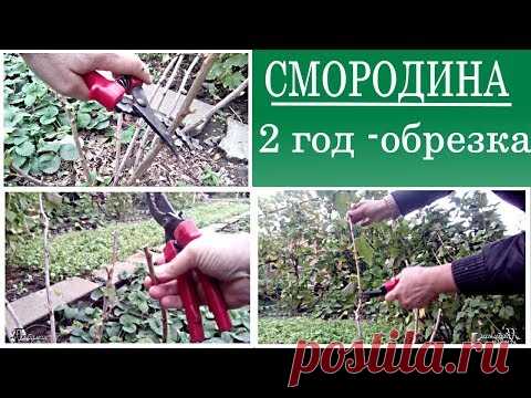 Как обрезать смородину на второй год жизни.  Как формировать куст смородины