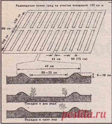 Метод Миттлайдера ( дачникам)