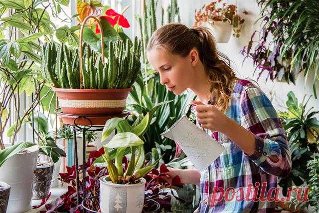 Лунный календарь на ноябрь 2019 года для комнатных растений Все кто профессионально занимается выращиванием комнатных цветов и даже просто любители комнатных растений знают, что весна и осень — наилучшие периоды для посадки и пересадки комнатных растений. Но н