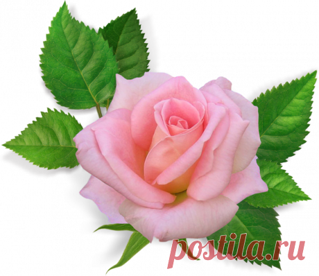 Клипарт на прозрачном фоне "Прекрасные розы"