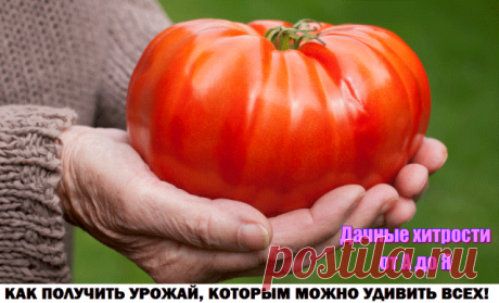 КАК ПОЛУЧИТЬ УРОЖАЙ, КОТОРЫМ МОЖНО УДИВИТЬ ВСЕХ.

Запомните одно - без внимания к помидорам урожая не будет!
Вот несколько советов о том, как уделить должное внимание помидорам для поучения шикарного урожая:

Совет 1: полезное опрыскивание
Чтобы повысить урожайность помидорных кустов, во время цветения второй и третьей цветочных кистей очень хорошо опрыскать растения слабым раствором борной кислоты. Бор «поможет» прорастанию пыльцы, завязыванию и росту плодов. Наряду с эти...
