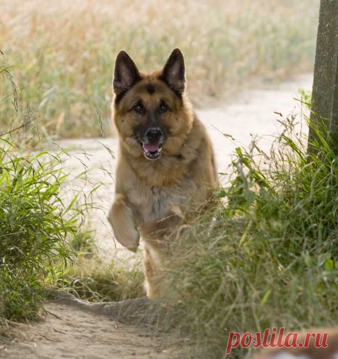 Dog Running  Free Stock Photo HD - Public Domain Pictures