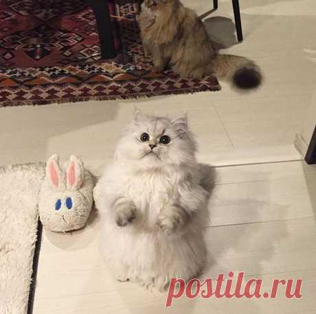 Смешные и забавные кошки