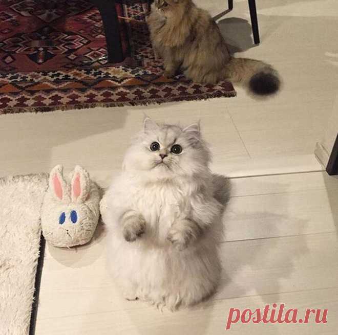 Смешные и забавные кошки