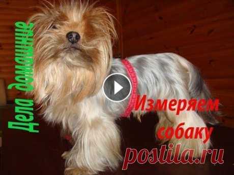 Как снять мерки с собаки. Полная версия на канале ''Дела домашние''. Как снять мерки с собаки для создания выкроек и вязаных изделий.Также на канале ''Дела домашние''вы найдете различные выкройки,в том числе и на собаче...