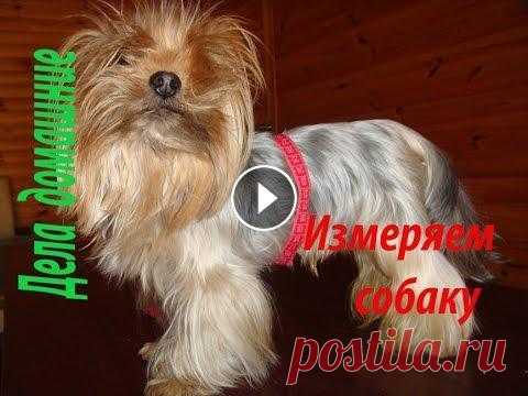 Как снять мерки с собаки. Полная версия на канале ''Дела домашние''. Как снять мерки с собаки для создания выкроек и вязаных изделий.Также на канале ''Дела домашние''вы найдете различные выкройки,в том числе и на собаче...