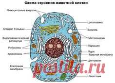 КЛЕТКА