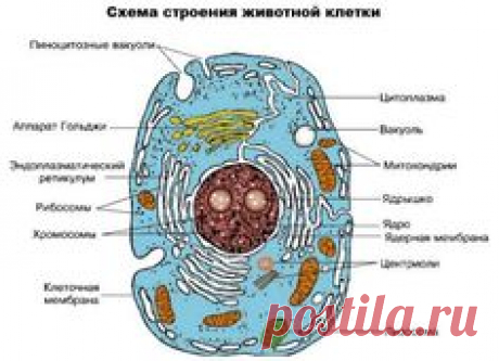 КЛЕТКА