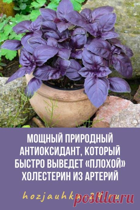 Мощный природный антиоксидант, который быстро выведет «плохой» холестерин из артерий
