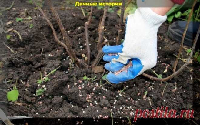 NPK. Удобрения которые можно использовать в саду и на огороде в конце сезона | ДАЧНЫЕ ИСТОРИИ