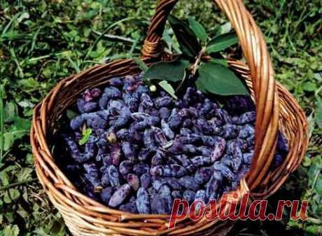 Что представляет собой жимолость?