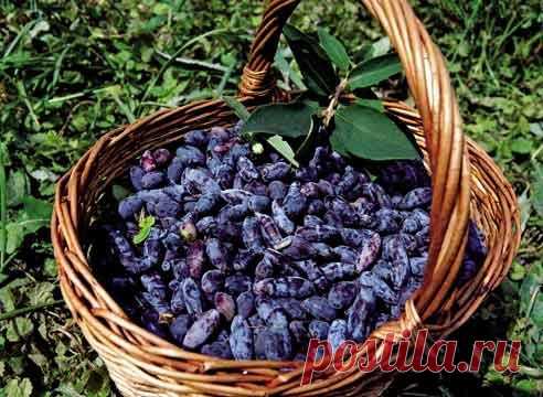 Что представляет собой жимолость?