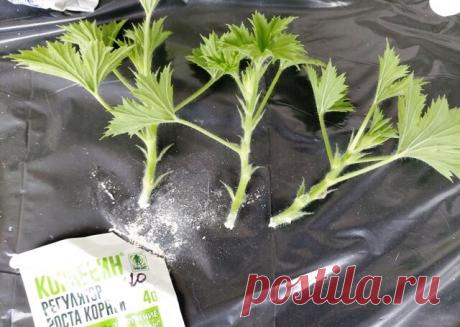 Укоренение черенков Королевской пеларгонии. Какие черенки нужно брать и как сажать | Klumba-plus | Яндекс Дзен