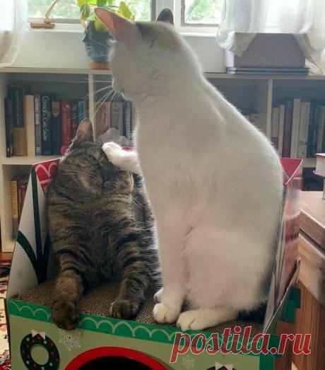 20 смешных животных, которые сами бы посмеялись над своими фотками, если б могли