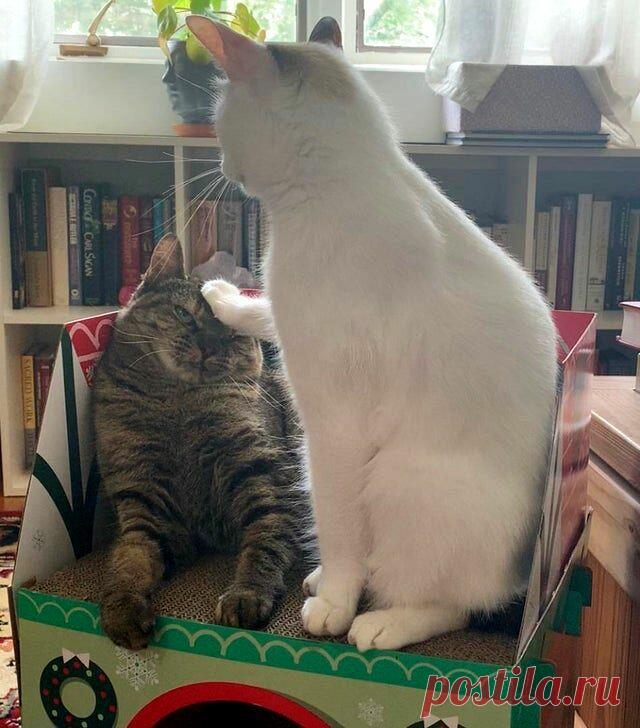 20 смешных животных, которые сами бы посмеялись над своими фотками, если б могли