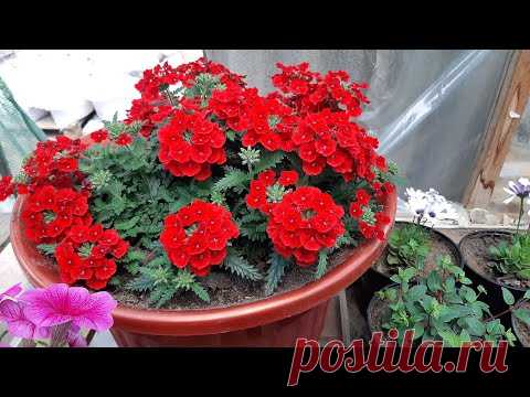 Цветы будут цвести на зависть Всем🍄Мой неХитрый Способ пересадки