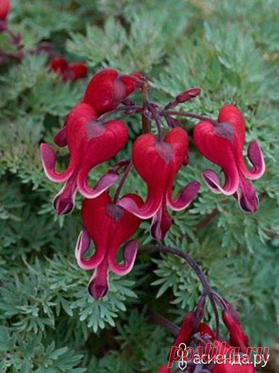 Дицентра (Dicentra): Группа Клумбы и цветники