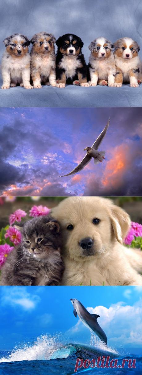 Обои на рабочий стол: Животные (часть 2).