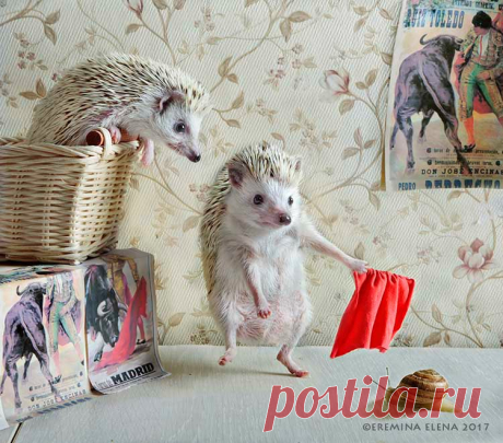 Тореадор, смелее в бой!
Тореадор! Тореадор!
Знай, что испанок жгучие глаза
На тебя смотрят страстно
И ждет тебя любовь, тореадор,
Да ждет тебя любовь.

Тореадор, да ждет тебя любовь, любовь!