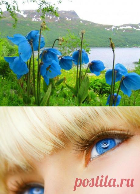 Голубые маки, как твои глаза... | Самоцветик