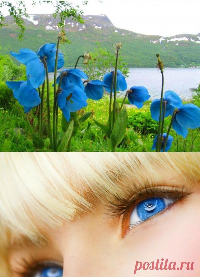Голубые маки, как твои глаза... | Самоцветик