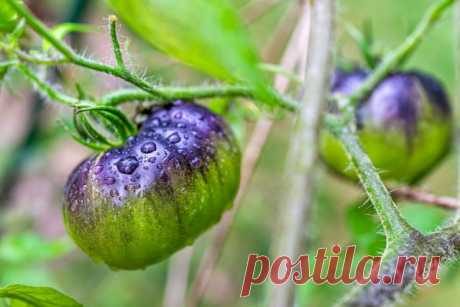 Что роса делает с вашими растениями — помощь или скрытая угроза? — Ботаничка