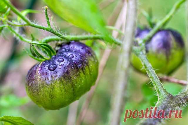 Что роса делает с вашими растениями — помощь или скрытая угроза? — Ботаничка