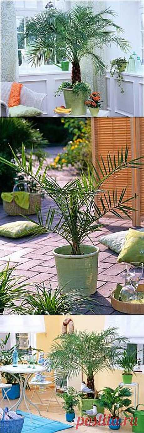 Как вырастить финик из косточки? | GreenHome