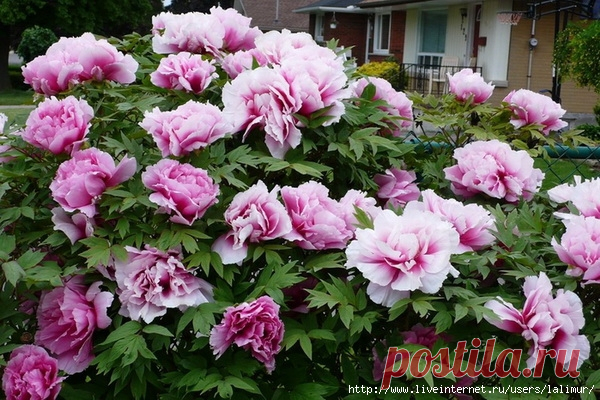 Любителям ПИОНОВ