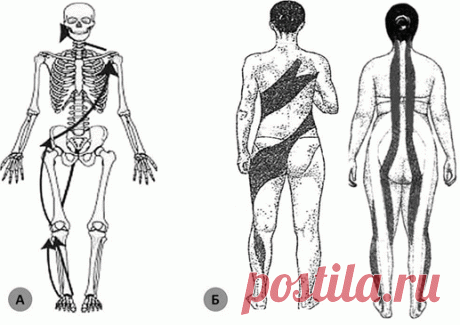 Неспецифические рефлекторно-мышечные синдромы при патологии двигательной системы (лекция). Часть 1: Нейрофизиологические предпосылки и концептуальные модели - Статьи по специальности Неврология и нейрохирургия на портале Medlinks.ru