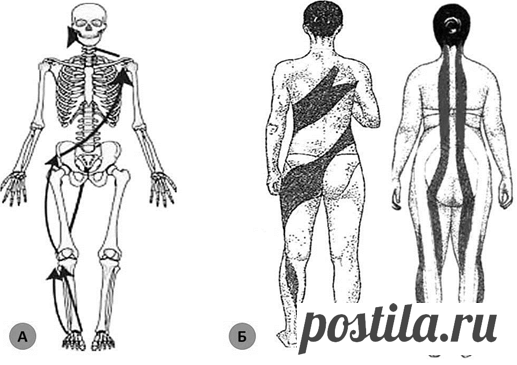 Неспецифические рефлекторно-мышечные синдромы при патологии двигательной системы (лекция). Часть 1: Нейрофизиологические предпосылки и концептуальные модели - Статьи по специальности Неврология и нейрохирургия на портале Medlinks.ru