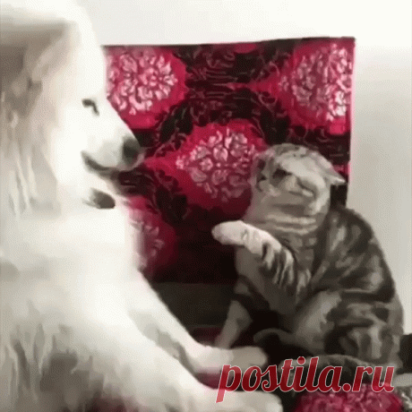 - Посвящаю тебя в рыцари собачьего братства! - Отцепись, я гуляю сама по себе!