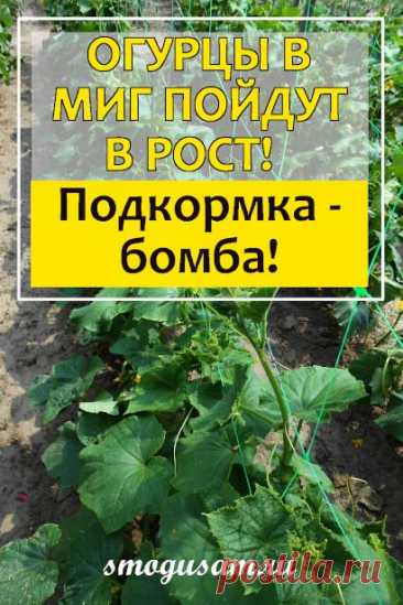Чудо подкормка для быстрого роста и обильного урожая огурцов