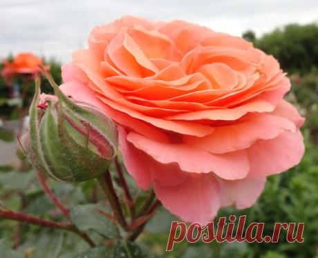 🌹 🌹 🌹Одна краше другой! 🌹 🌹 🌹