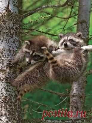 чудеса акробатики от енотов)
Приглашаем вас на наш канал https://www.youtube.com/user/moiogorod/featured