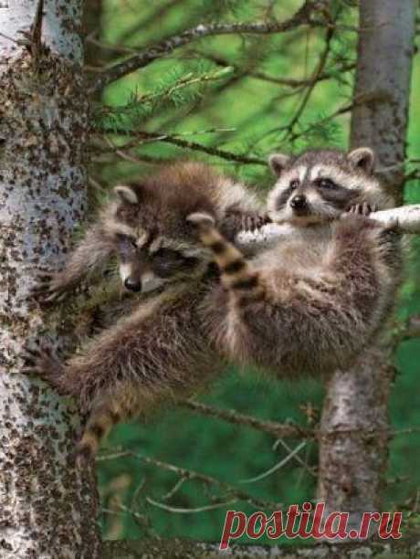 чудеса акробатики от енотов)
Приглашаем вас на наш канал https://www.youtube.com/user/moiogorod/featured