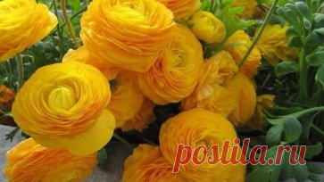 Ранункулус - цветы невест
При взгляде на эти цветы невольно ощущаешь нежность и вдохновение. Многие, когда видят их впервые не раскрывшимися, считают, что это маленькие пионы, кому-то может показаться, что это роза, а увидев их в полном раскрытии, можно решить, что это прекрасные маки. Не зря эти цветы очень любят невесты, они отражают нежность и чистоту. Букет из них выглядит легким и непринужденным, но несет в себе изысканность и тонкий стиль. Даже когда видишь эти цветы на картинке, не сразу