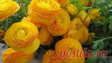 Ранункулус - цветы невест
При взгляде на эти цветы невольно ощущаешь нежность и вдохновение. Многие, когда видят их впервые не раскрывшимися, считают, что это маленькие пионы, кому-то может показаться, что это роза, а увидев их в полном раскрытии, можно решить, что это прекрасные маки. Не зря эти цветы очень любят невесты, они отражают нежность и чистоту. Букет из них выглядит легким и непринужденным, но несет в себе изысканность и тонкий стиль. Даже когда видишь эти цветы на картинке, не сразу