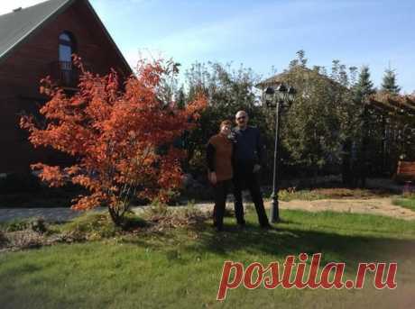 Ирга - украшает дачу, помогает сохранить здоровье