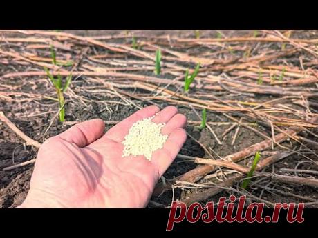 Раскидайте это удобрение по чесноку весной в апреле! Головки будут крупные с 2 кулака.