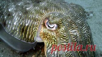 Пять инопланетян, живущих в океане - Новости Mail.Ru