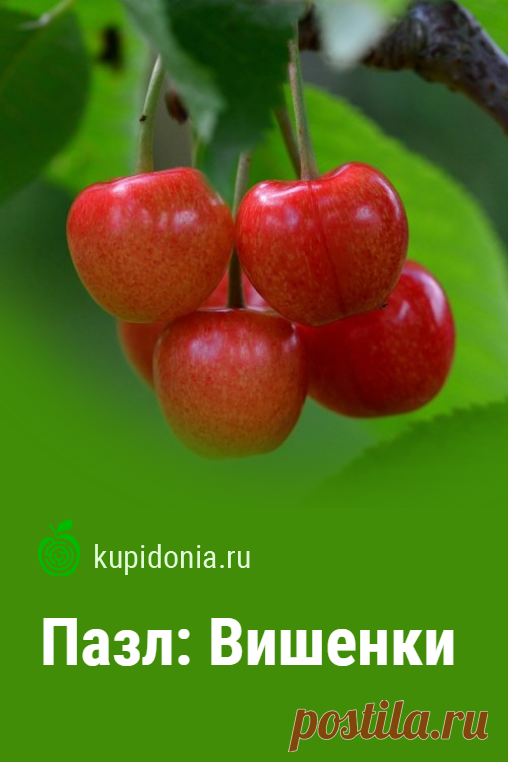 Пазл: Вишенки. Красивый яркий пазл онлайн со спелыми вишнями из серии «Фрукты и овощи». Собери пазл на сайте!