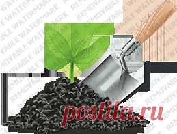 Gardening | Избавляемся от тли и муравьев без химии