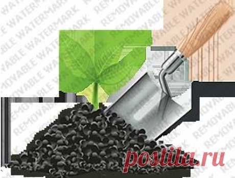 Gardening | Избавляемся от тли и муравьев без химии
