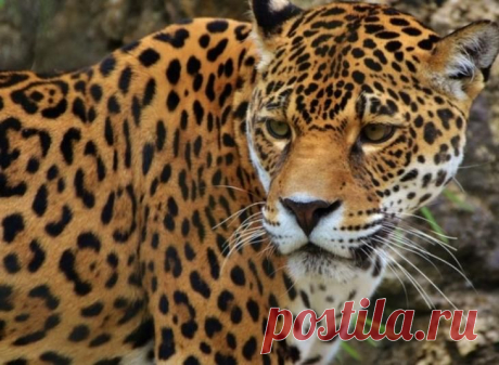 10 странных исторических примера поклонения кошкам