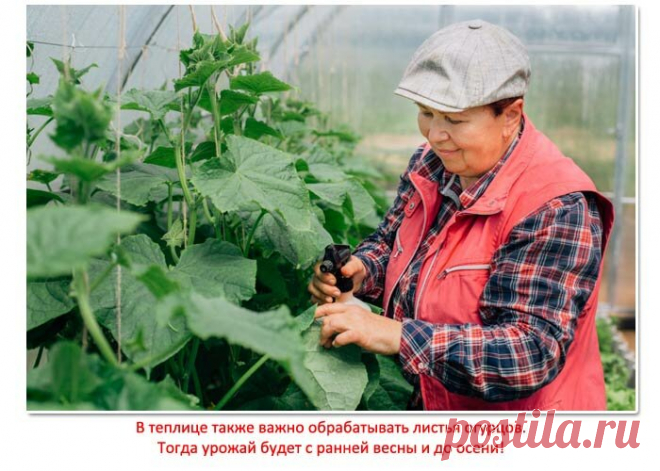 Подкармливаю огурцы только внекорневыми подкормками: результат радует, а хлопот меньше. Делюсь опытом и рецептами | Это интересно (но не всем) | Яндекс Дзен