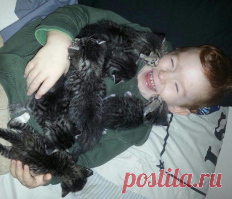 Фотографии котиков, которые растопят ваше сердце | Дай лапку