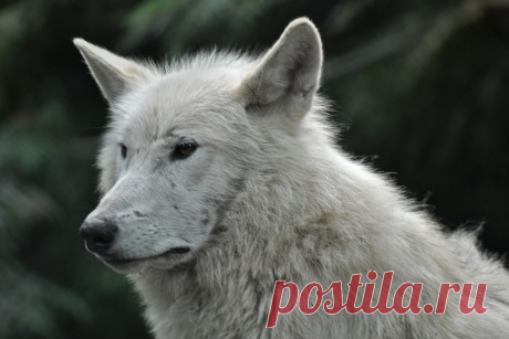 Hudson Bay Wolf | Hudson Bay wolf (Canis lupus hudsonicus) A… | Flickr